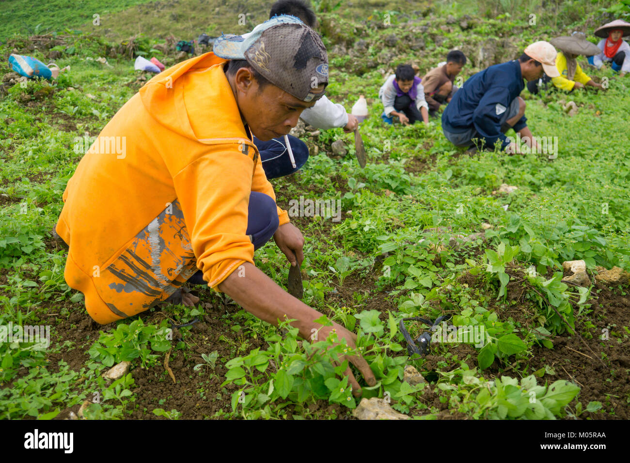 Filipino farm labourers working with a simple hand tool to remove weeds