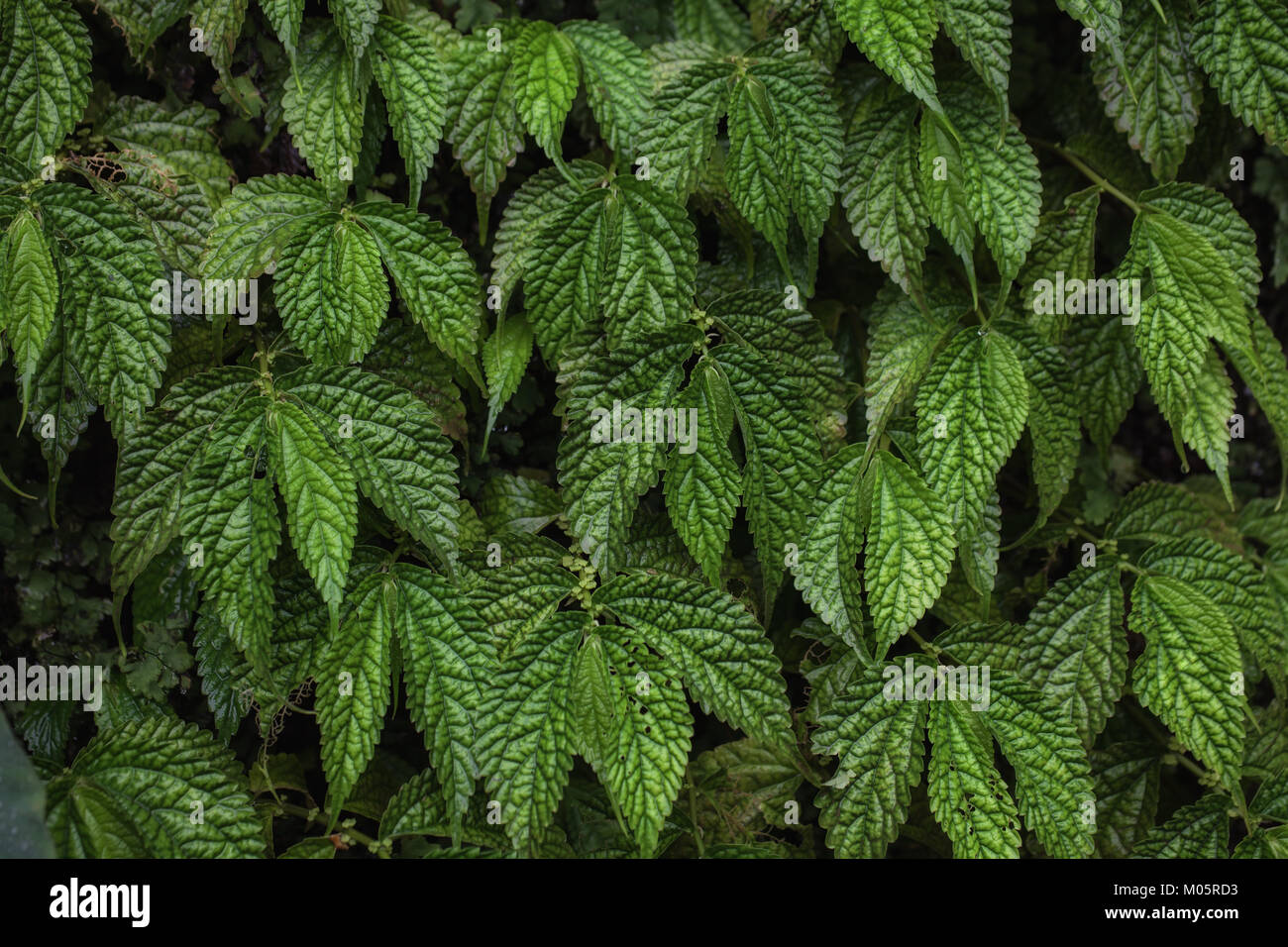 Texture of green grape leaves closeup Stock Photo