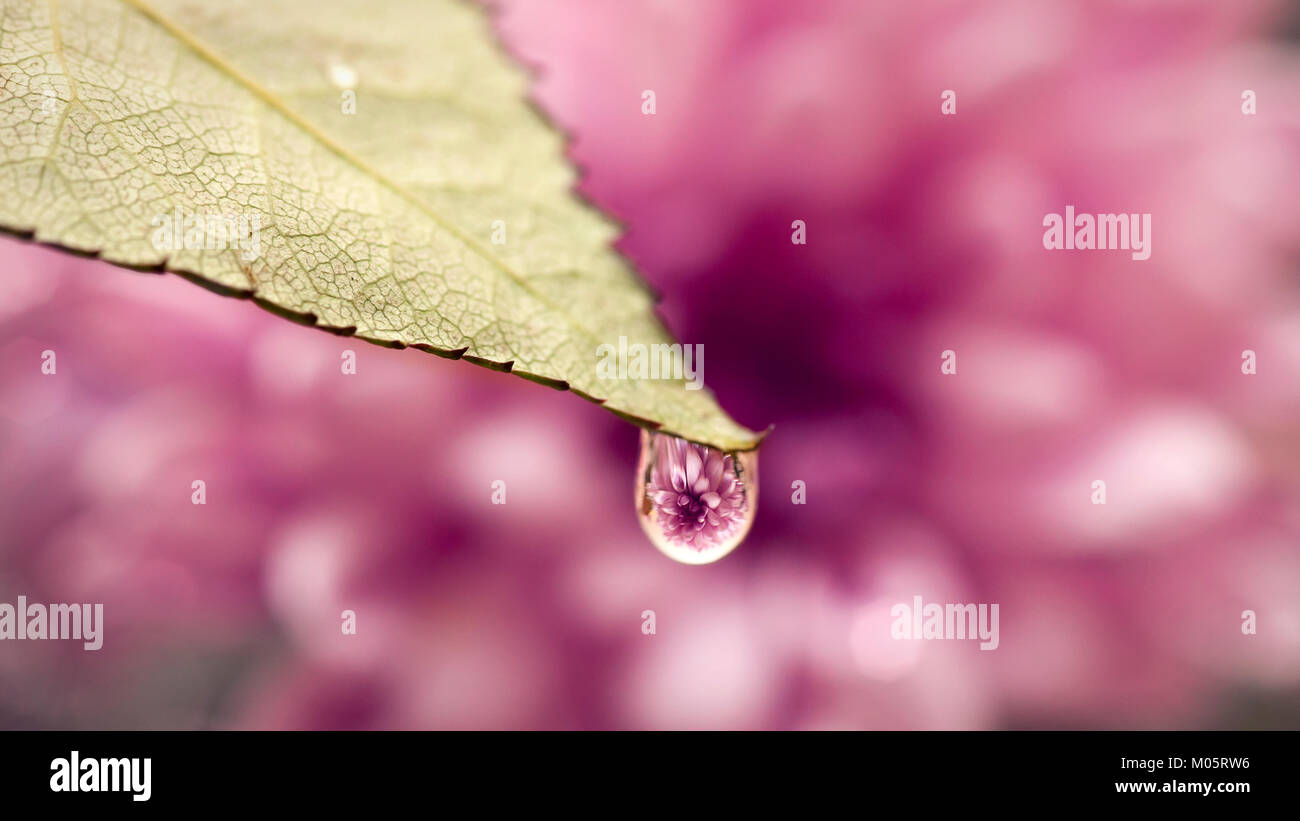 Dew drop on a leaf with flower reflection / refraction inside from a purple background Stock Photo