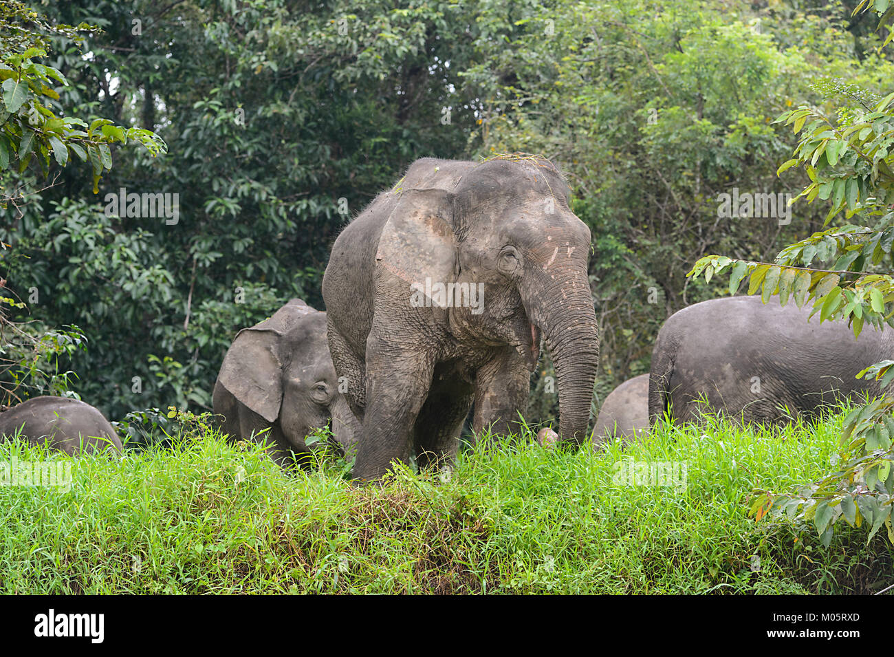 Borneo Pygmy Elephant (‎Elephas maximus borneensis), Sukau Kinabatangan, Borneo, Sabah, Malaysia Stock Photo