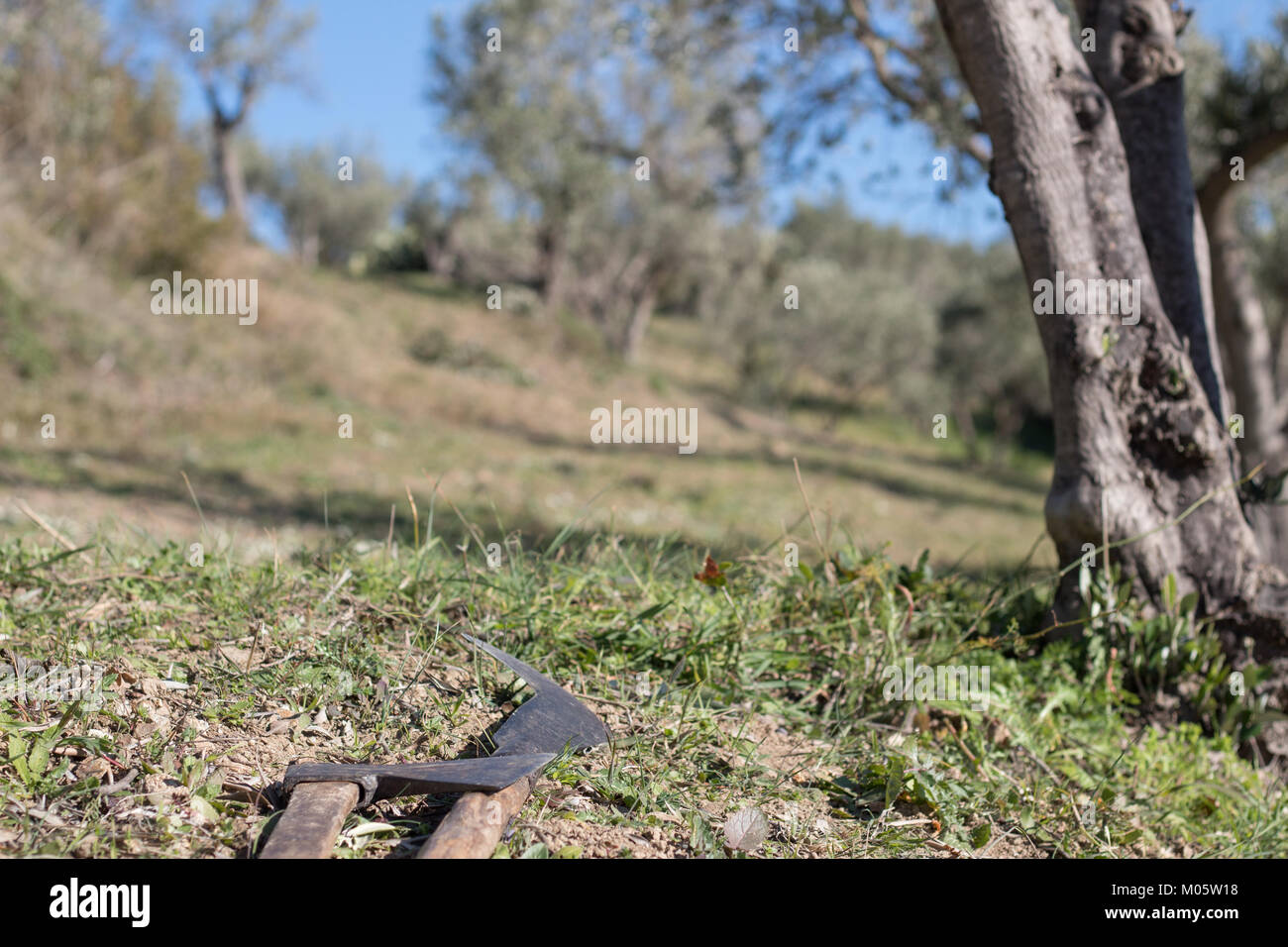Agricultural hand tools on ground in olive orchard, shallow focus. Calabria, Italy. Stock Photo