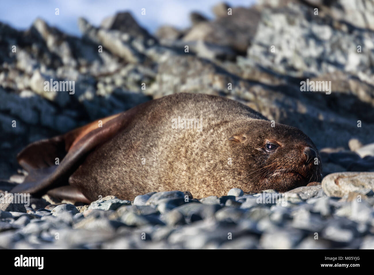 Resting seal on a beach at Half Moon Island, Antarctic Stock Photo - Alamy