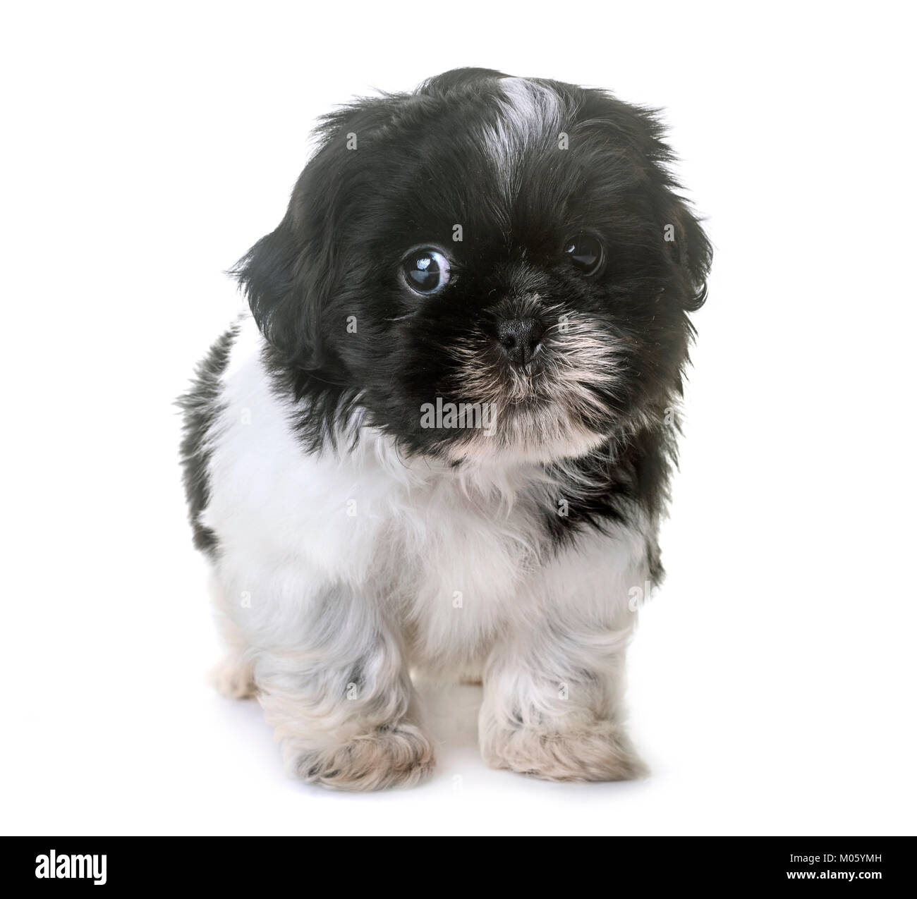 puppy-shih-tzu-in-front-of-white-background-stock-photo-alamy