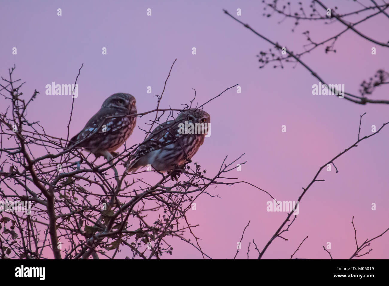 Pair of Little Owls at sunset on Pevensey Levels Stock Photo Alamy