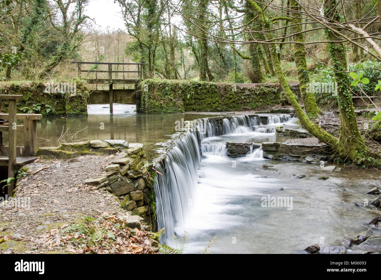 The stream feeding the old stewpond and weir at Cotehele in Cornwall flows down to the River Tamar Stock Photo