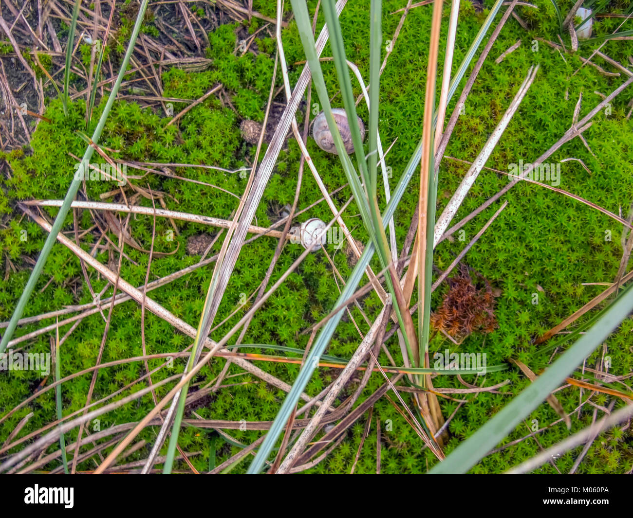high angle shot sowing some twisted moss seen near sand dunes in the dutch province of Zeeland Stock Photo