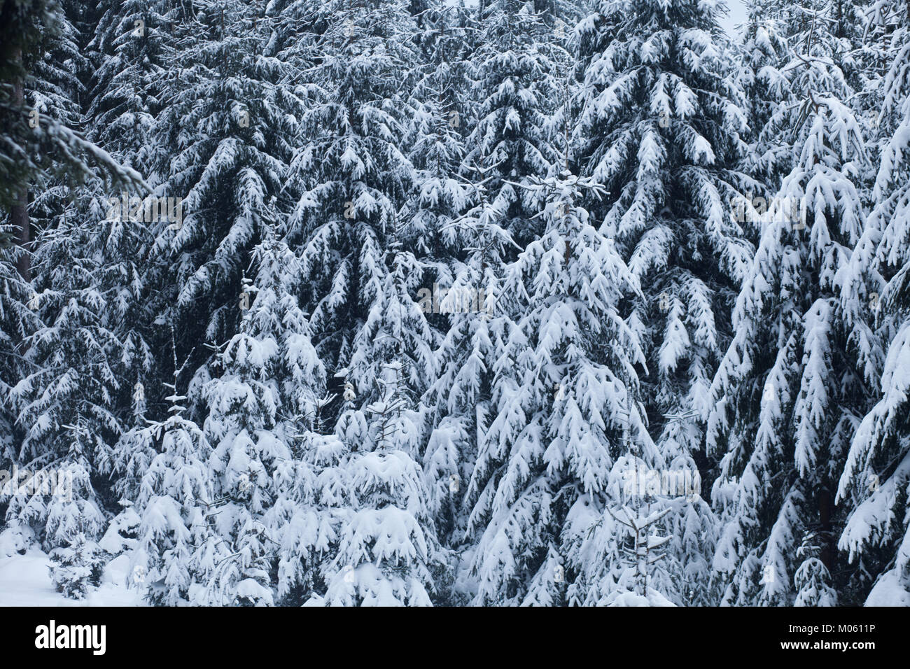 Trees covered in snow at the winter time background Stock Photo - Alamy