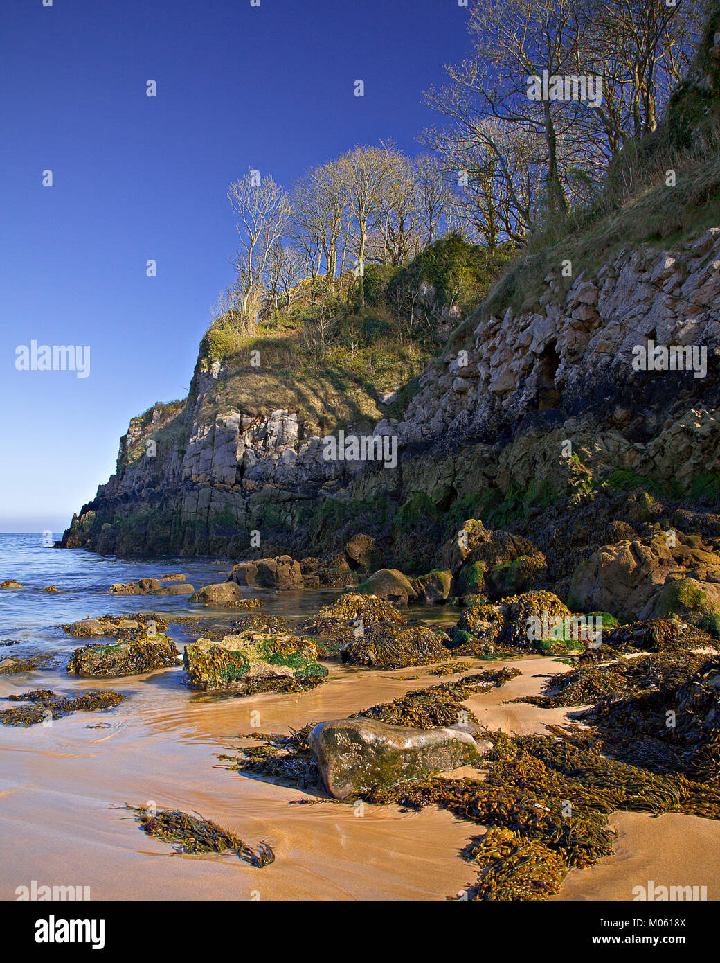 Beach with rocks and trre lined cliff at Barafundle Bay on the Pembrokeshire coast, Wales Stock Photo