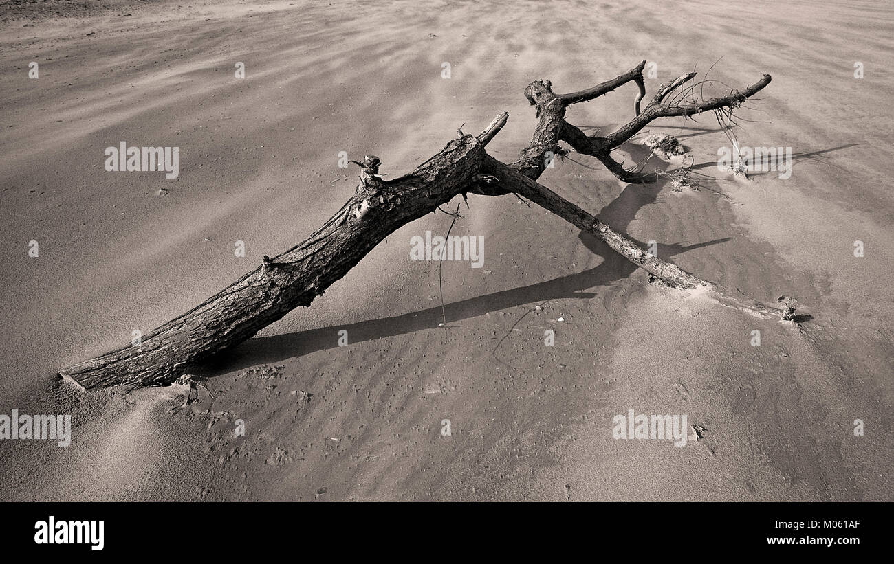 Washed up tree branch on a sandy beach with wind blown sand Stock Photo