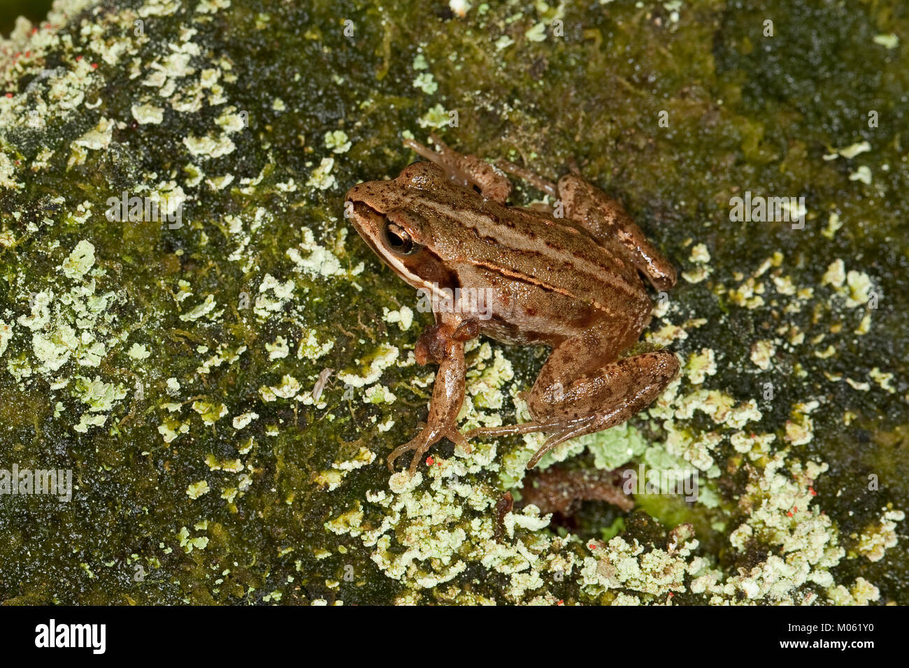 Moorfrosch, Moor-Frosch, Frosch, Rana arvalis, Moor Frog Stock Photo