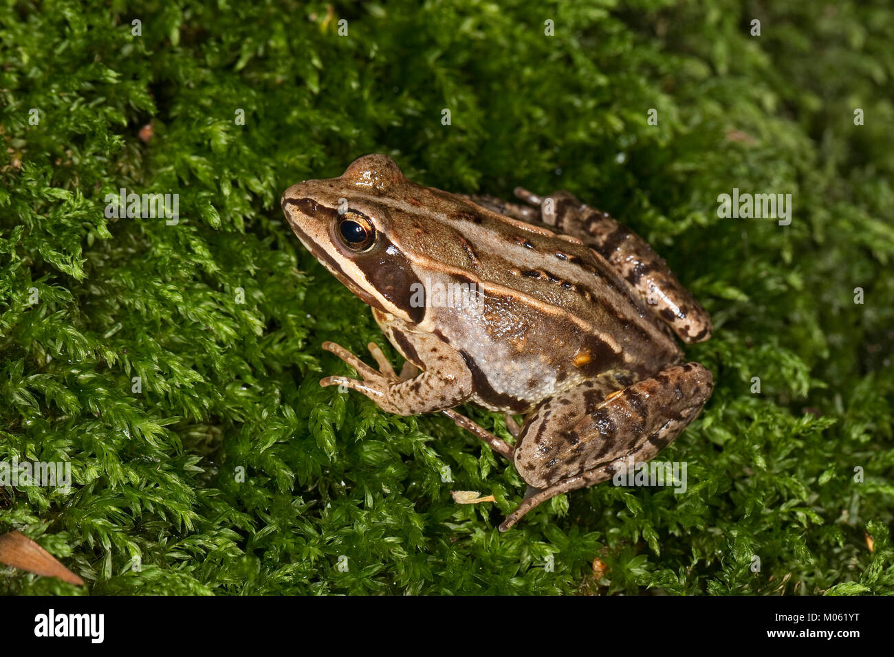 Moorfrosch, Moor-Frosch, Frosch, Rana arvalis, Moor Frog Stock Photo