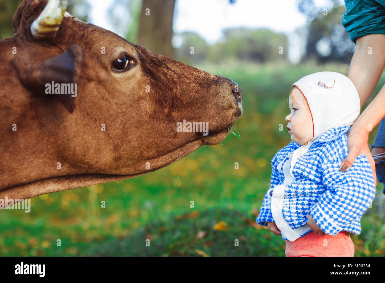 a little girl and a cow on green grass Stock Photo - Alamy