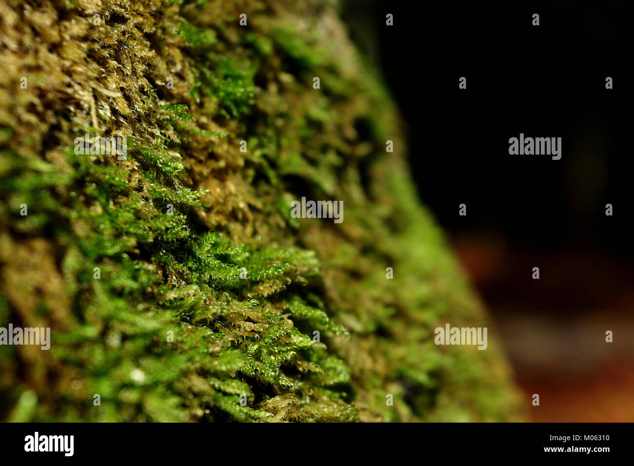 Detail and abstract close-up of green moss into the woods against dark background Stock Photo