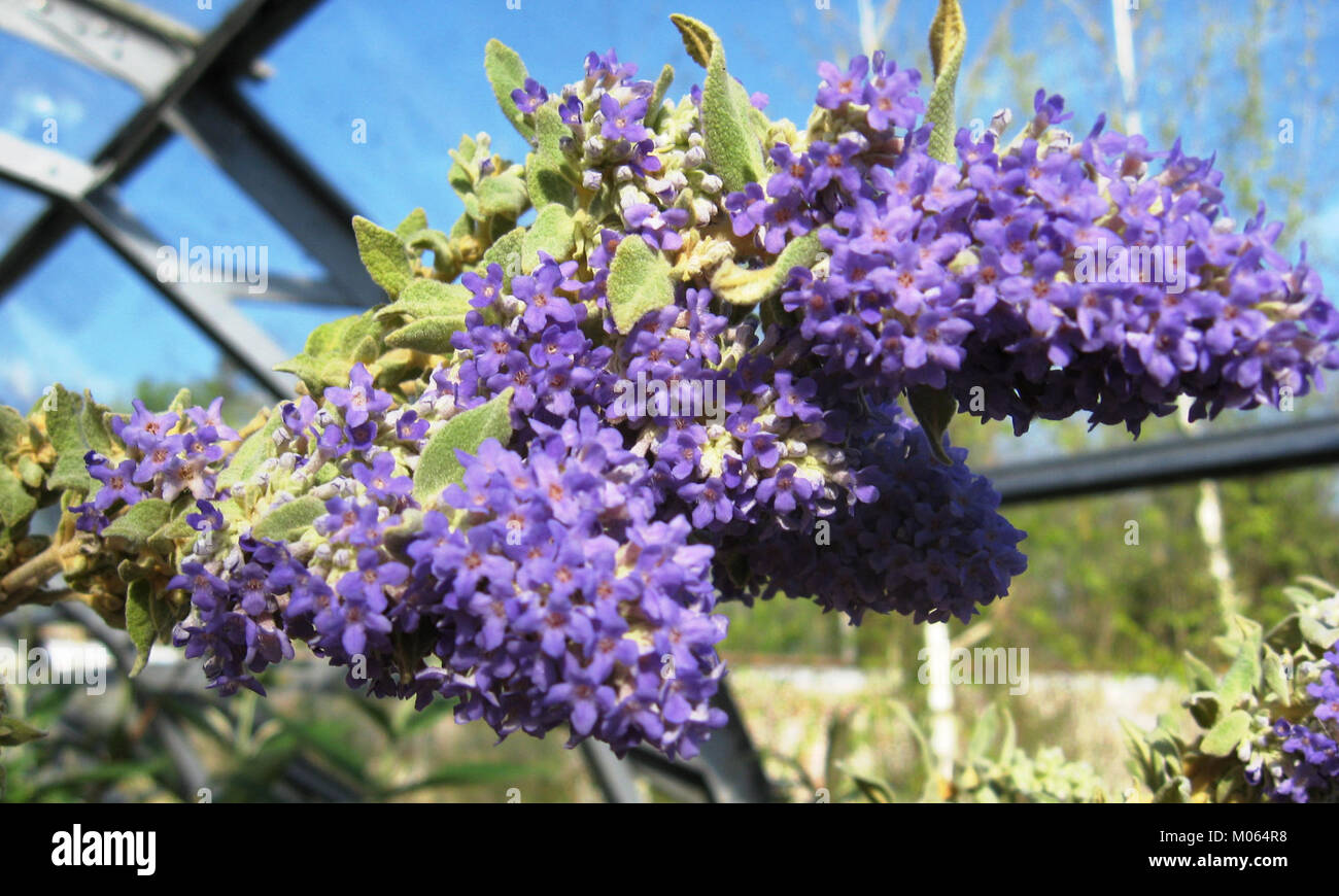Buddleja salviifolia, blue form Stock Photo