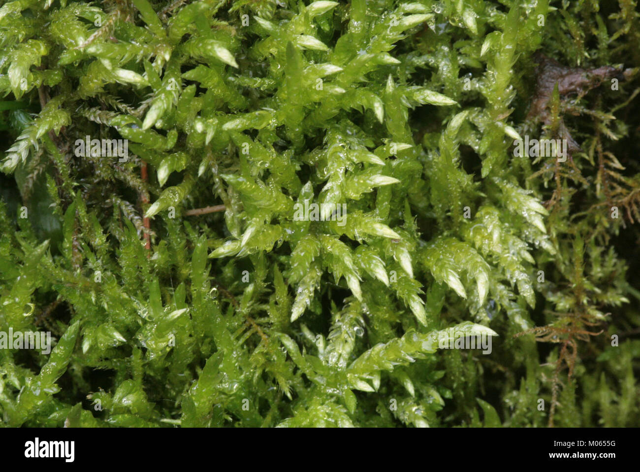 Brachythecium rivulare (e, 145032-474544) 3506 Stock Photo