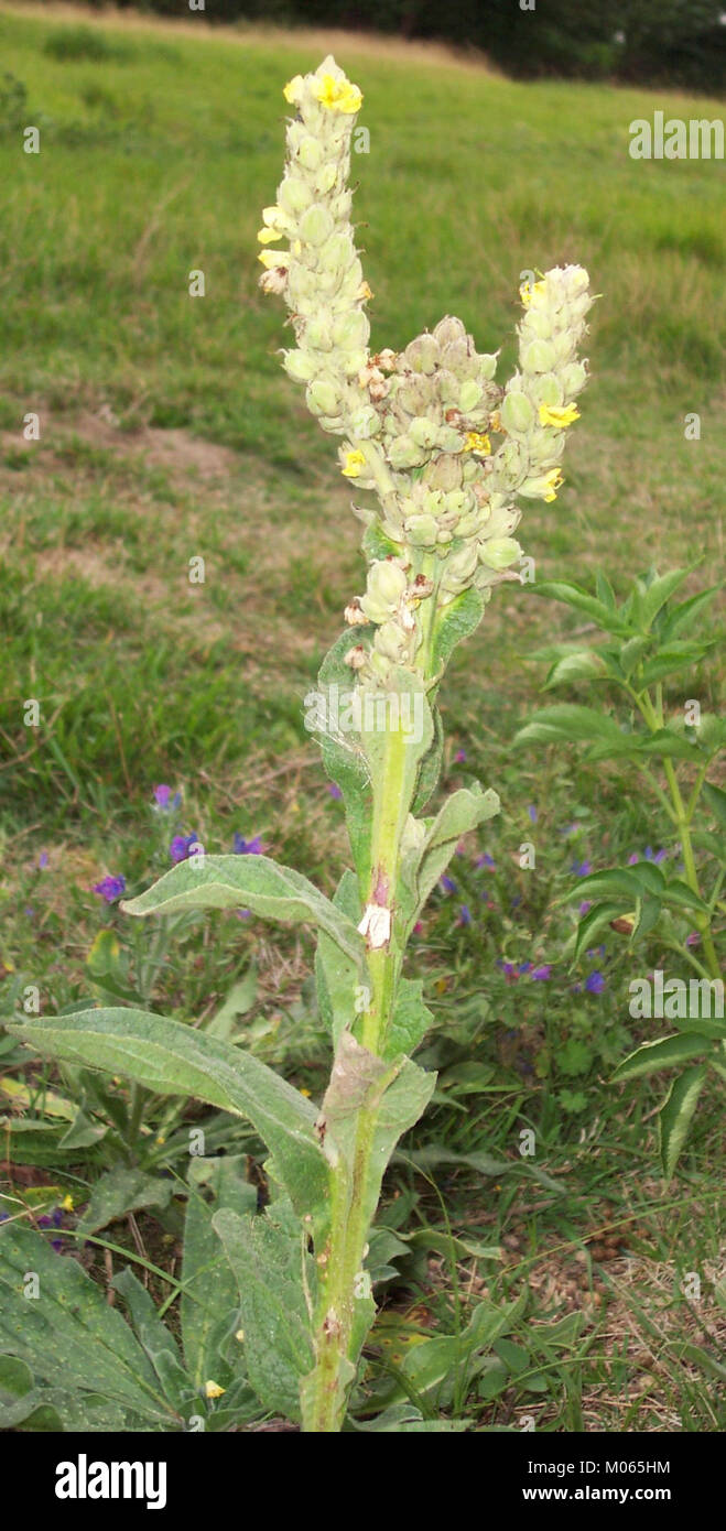Bouillon blanc (2)a (cropped Stock Photo Alamy