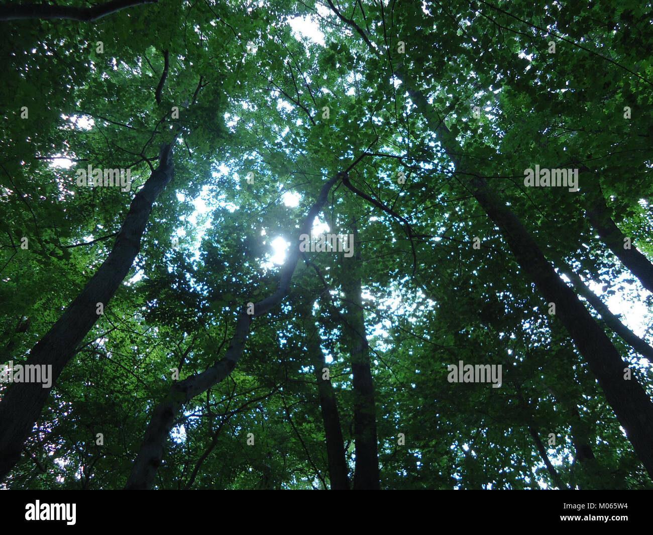 Briant Park Summit NJ June 2012 sun through trees 8 Stock Photo Alamy