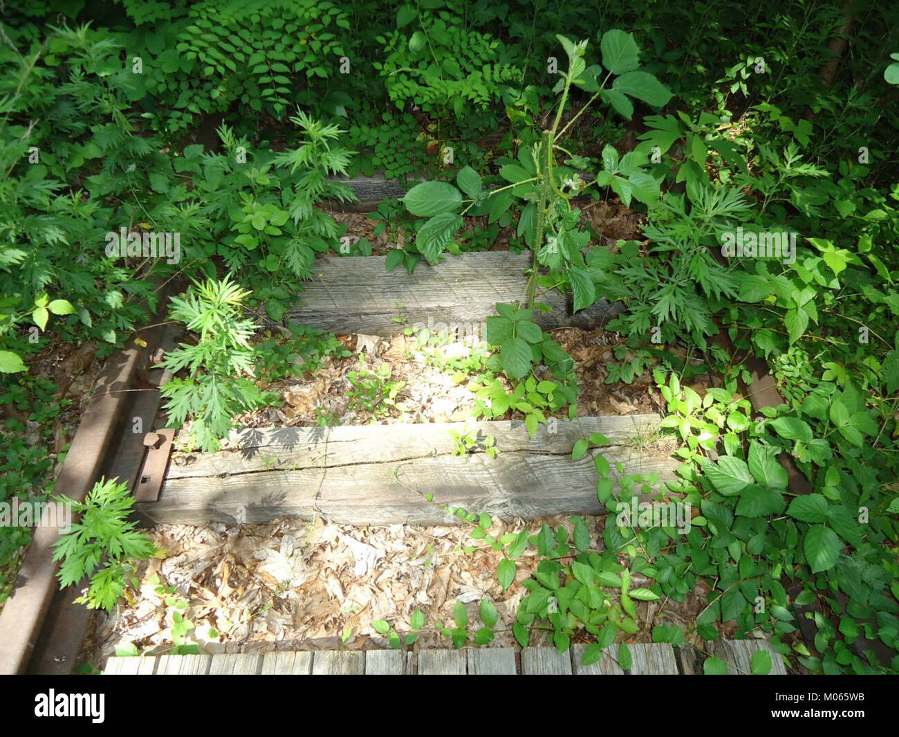 Briant Park Summit NJ June 2012 overgrown train track 3 Stock Photo Alamy