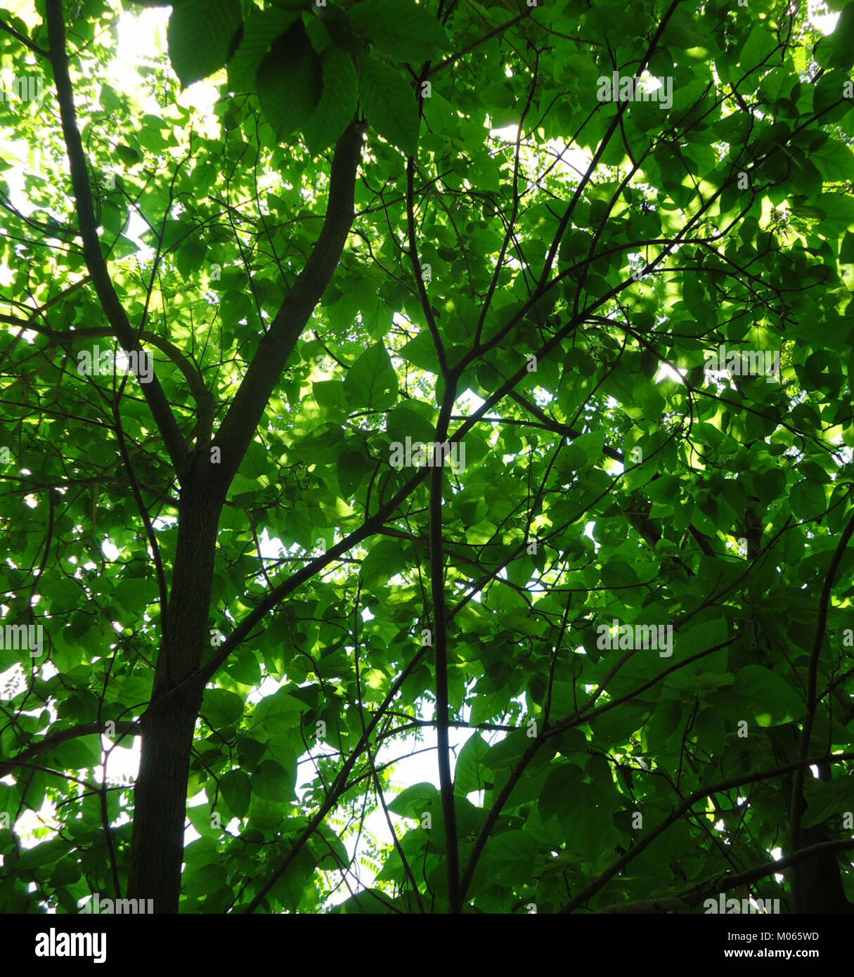 Briant Park Summit NJ June 2012 leaves branches 9 Stock Photo Alamy