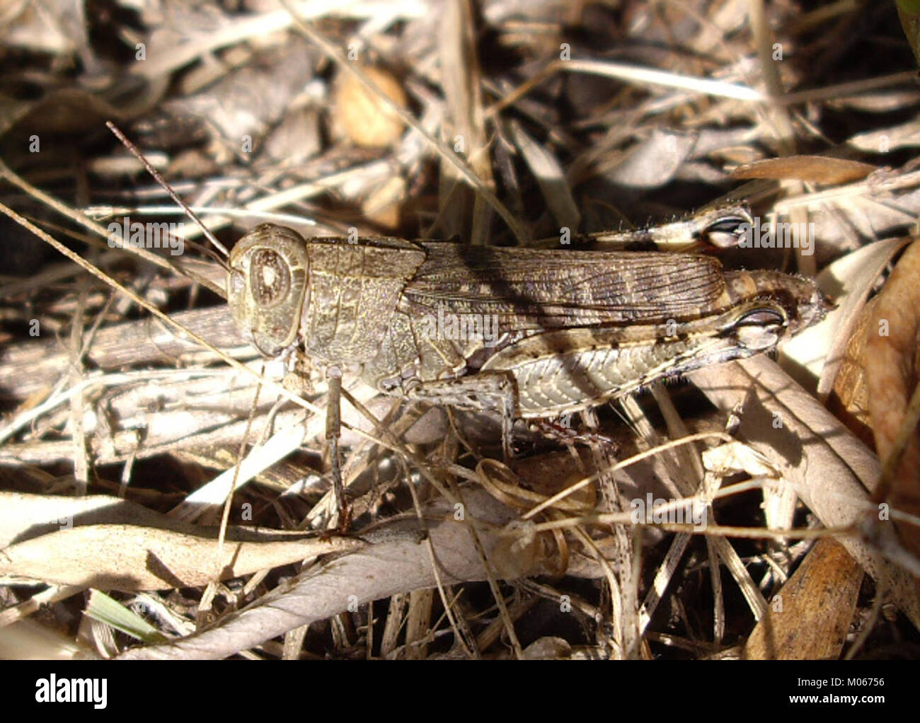 This object represents an insect from the *Caelifera* family, likely a ...