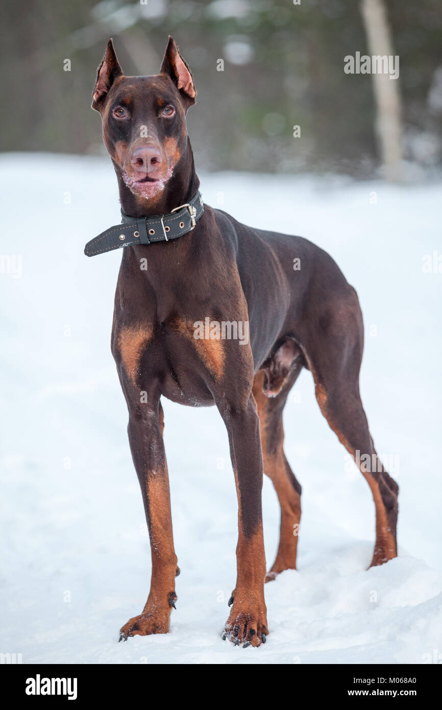 Brown Dobermann dog standing full-length on snow and looking at camera Stock Photo