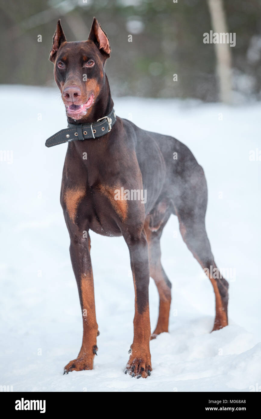 Brown Doberman dog strikes a warning note standing full-length on snow at winter season Stock Photo