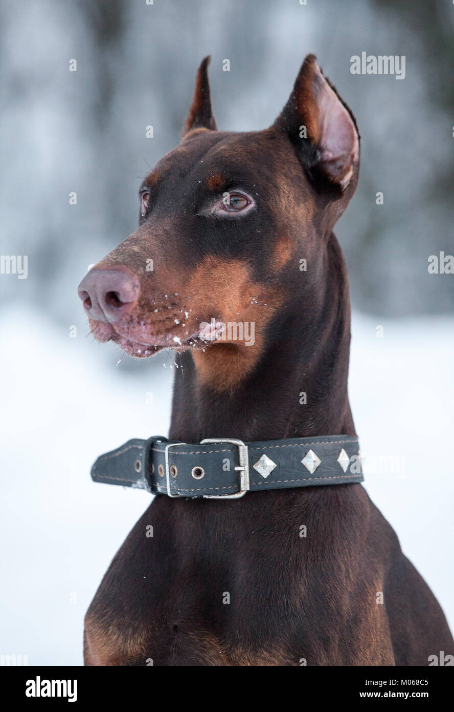 Portrait of brown doberman with dog-collar on neck Stock Photo