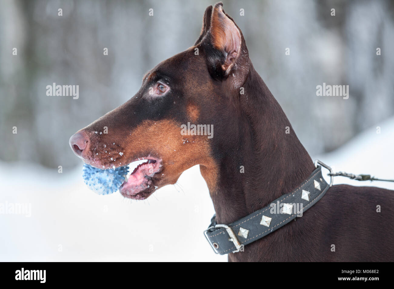 Side view of brown doberman dog with rubber ball in teeth Stock Photo
