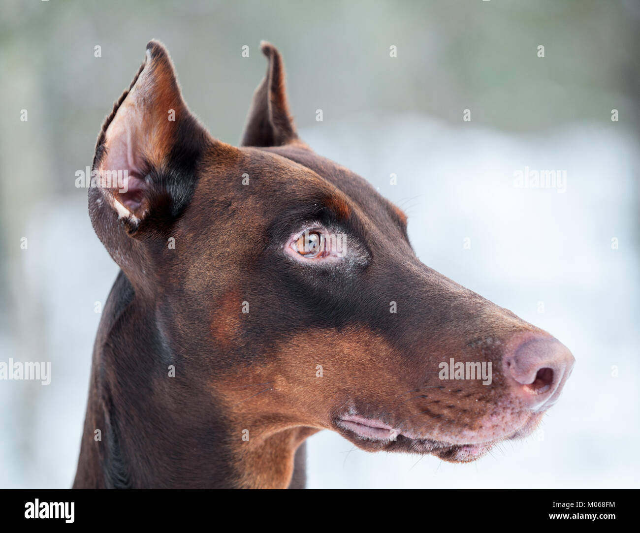 Side view of brown doberman dog muzzle with watchful ears Stock Photo
