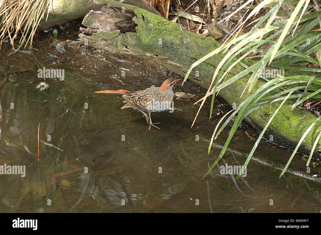 Photograph of Buff-banded Rail in Melbourne Zoo showing distinctive ...