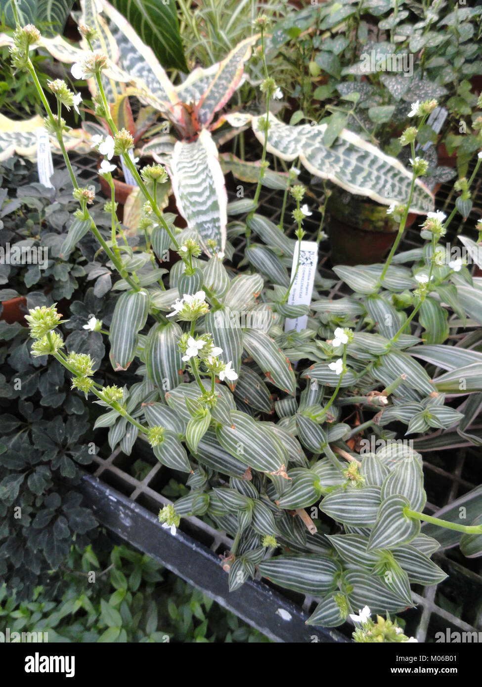 Callisia elegans - Lyman Plant House, Smith College - DSC04217 Stock Photo