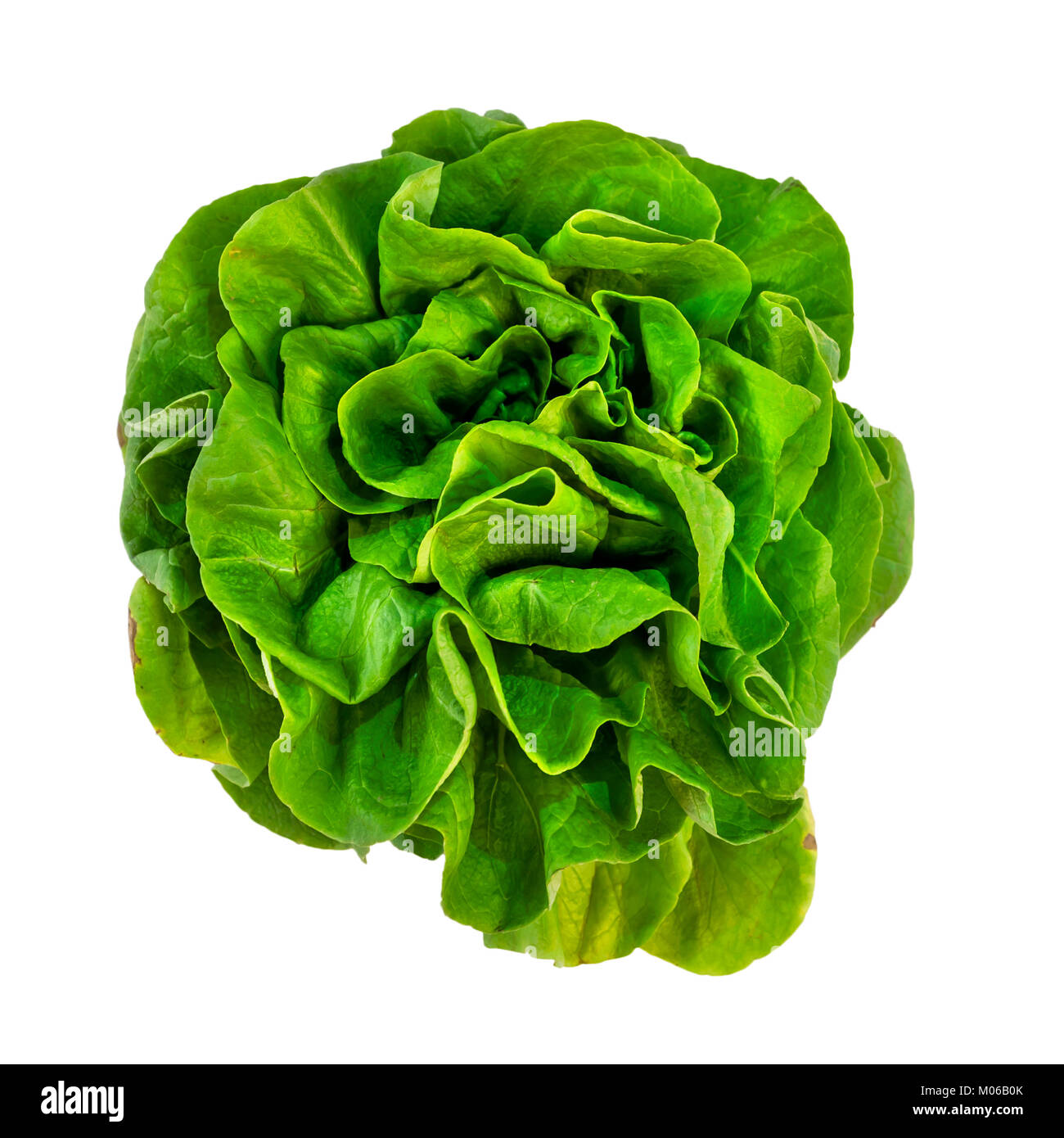 Butterhead Stock Photos & Butterhead Stock Images Alamy