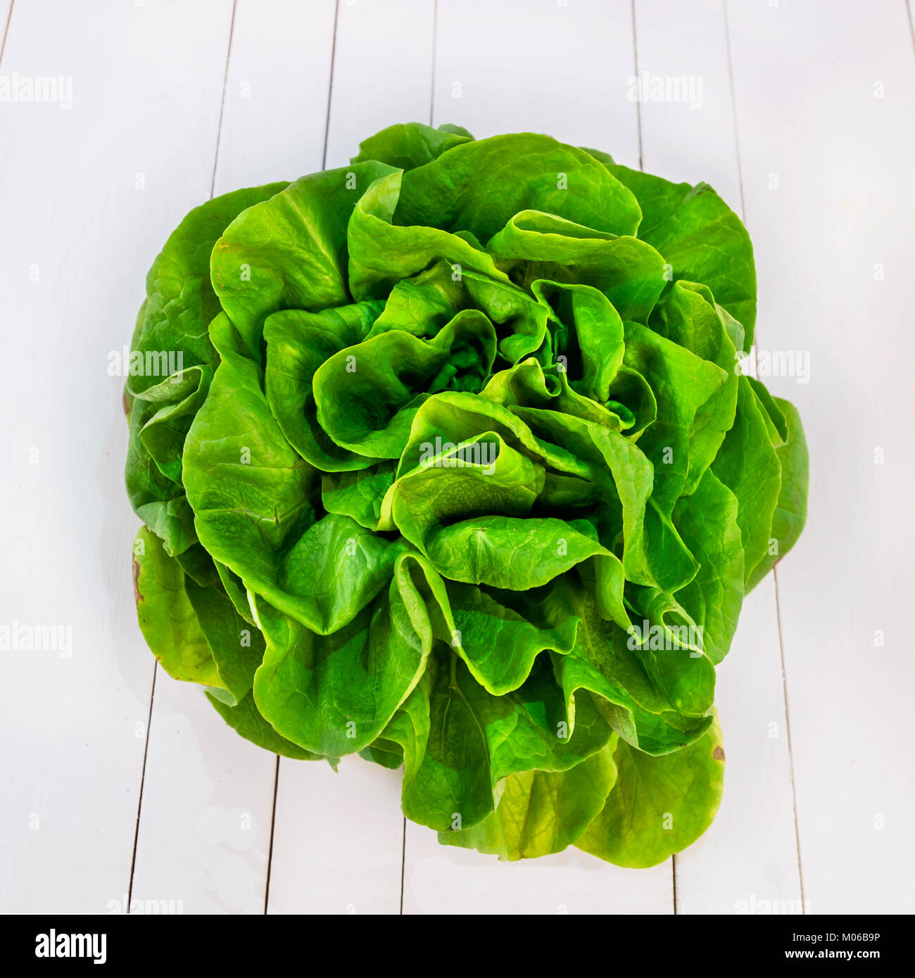 Butterhead salad isolated on the white background Stock Photo Alamy