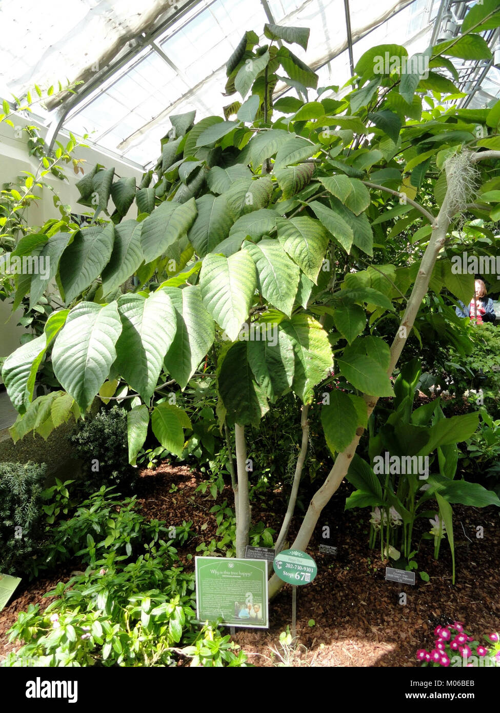 Camptotheca acuminata - United States Botanic Garden - DSC09523 Stock Photo