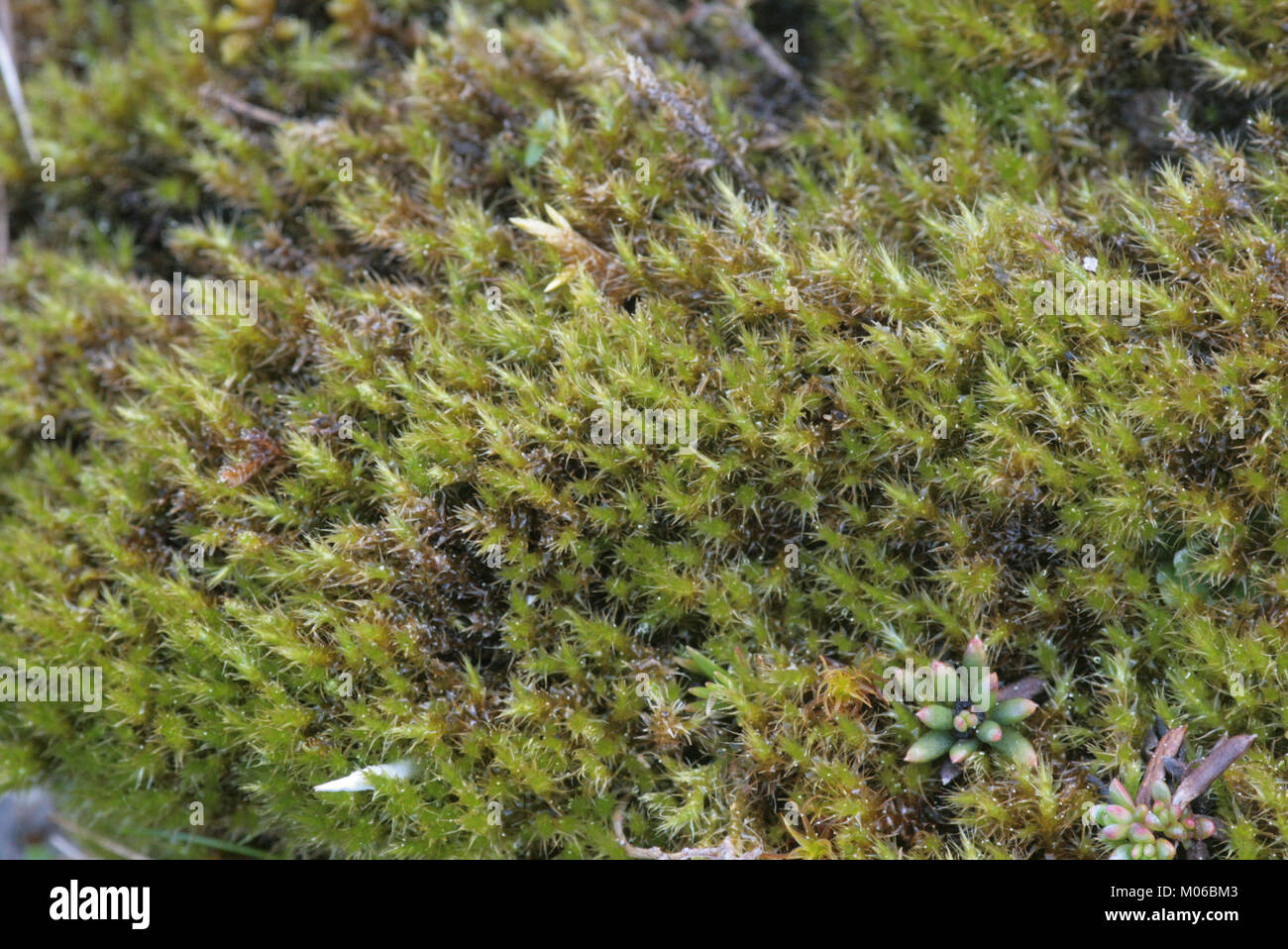 Campylium stellatum (c, 145613-473018) 0267 Stock Photo