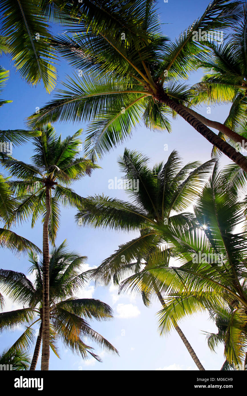 Bottom view of coconut palms. Saona island beach. Dominican Republic