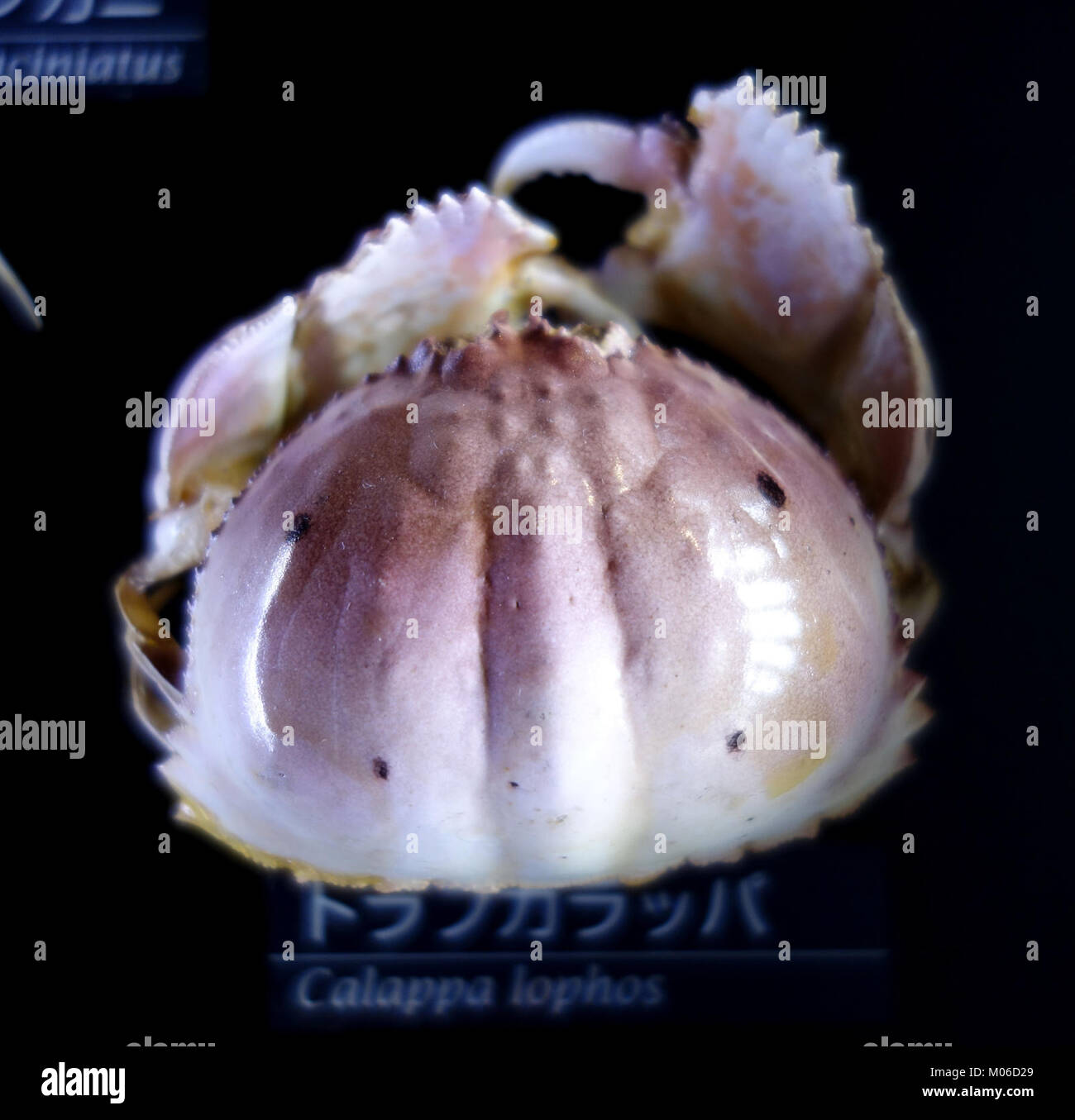 Calappa lophos - National Museum of Nature and Science, Tokyo - DSC06760 Stock Photo
