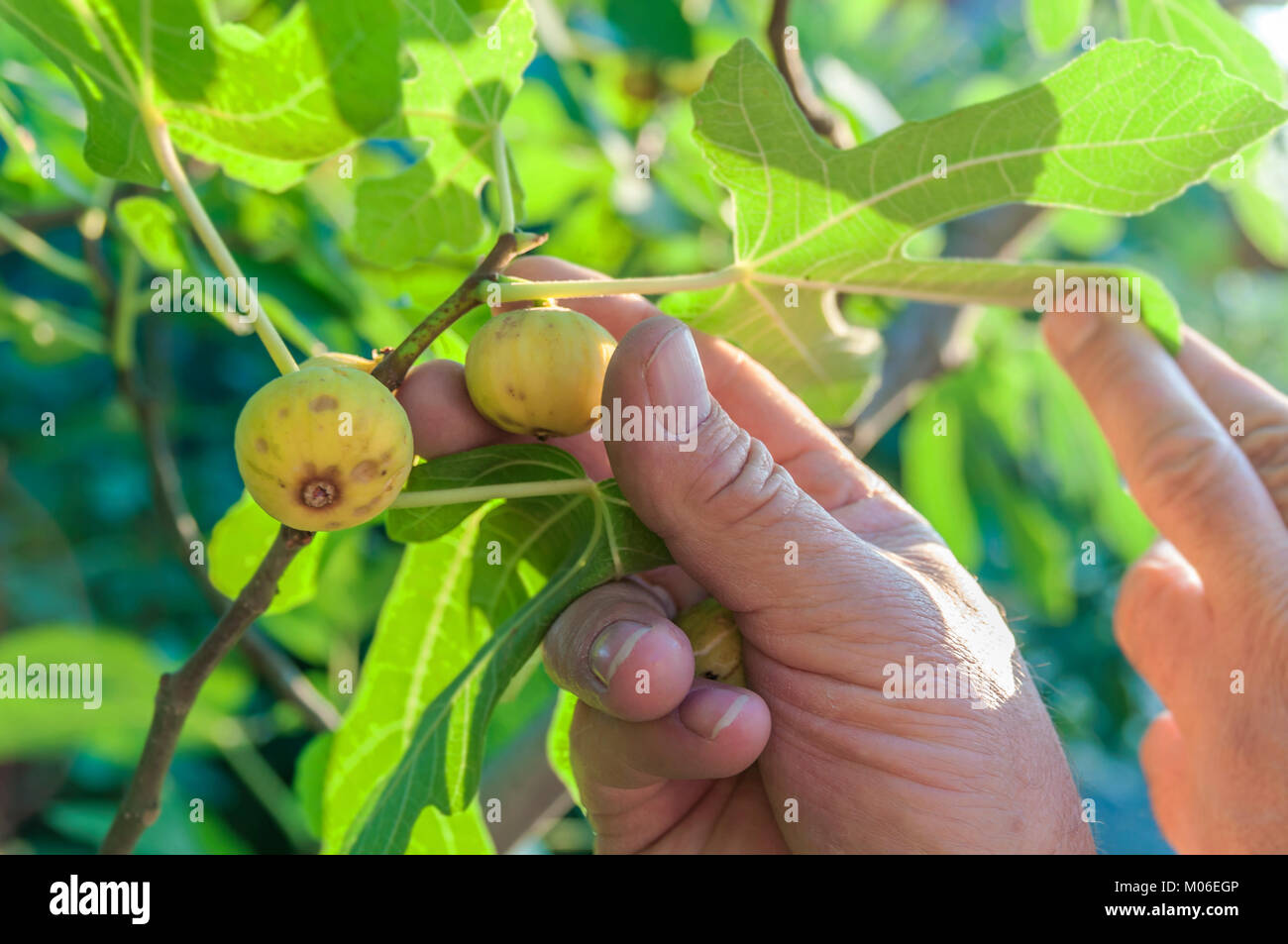 Farmer picking green fig fruits on branches with green leafs Stock ...