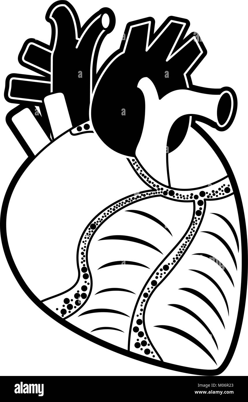 Human Heart Black and White Stock Photos & Images - Alamy