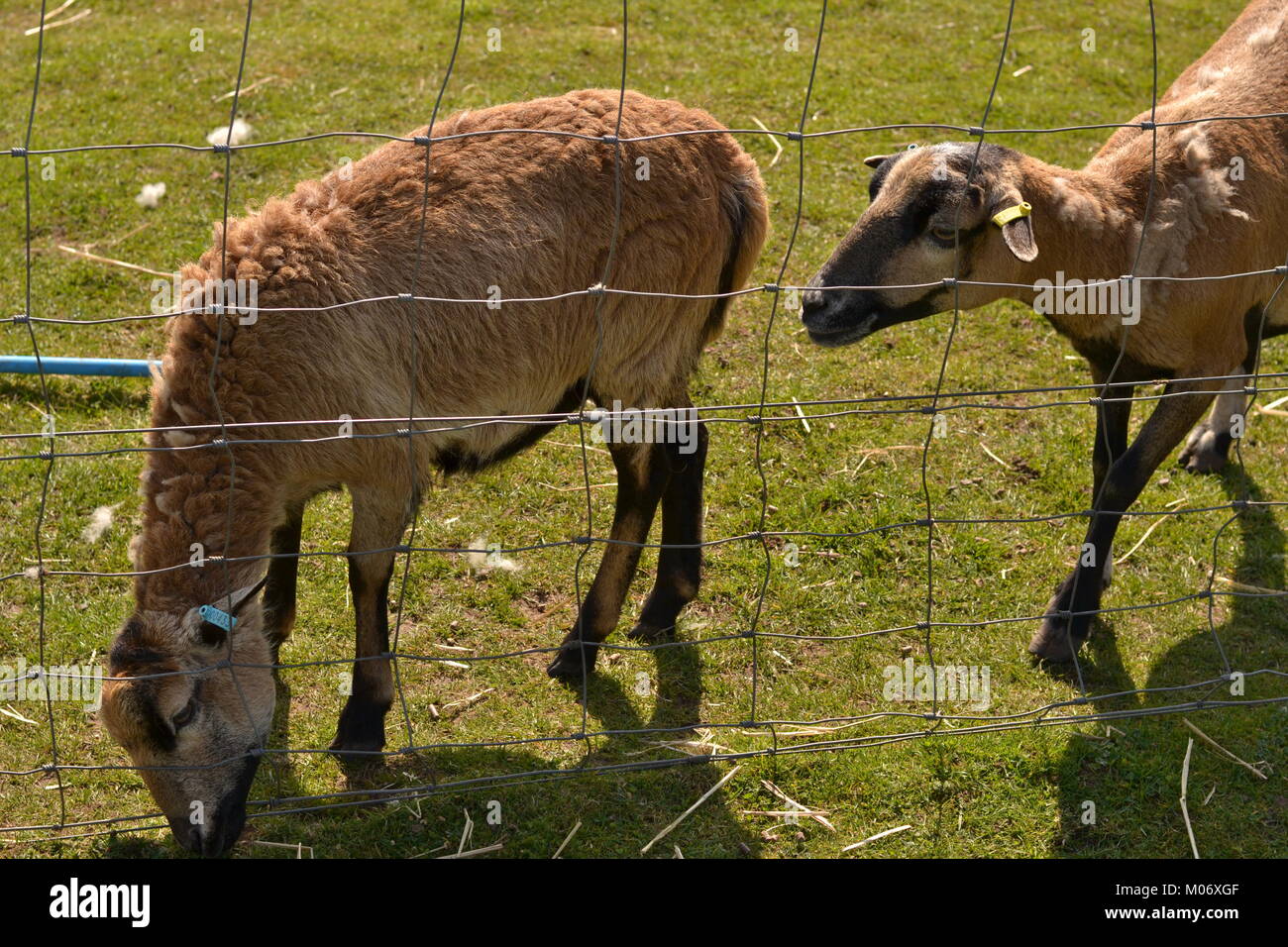White Post Farm Sheep Stock Photo - Alamy