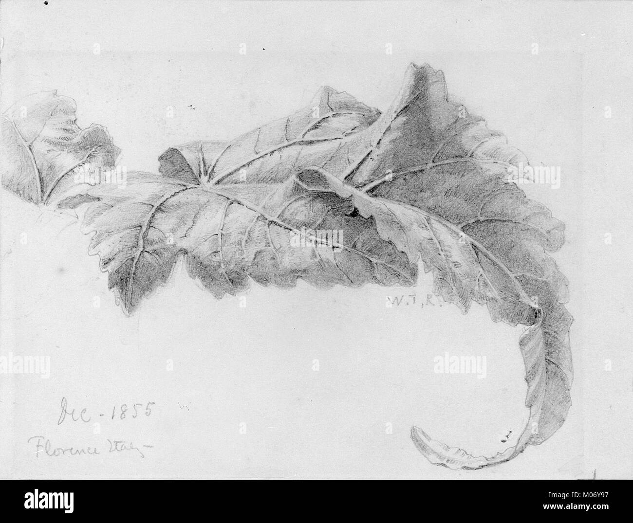 This botanical study depicts leaves in detail, illustrating the natural ...