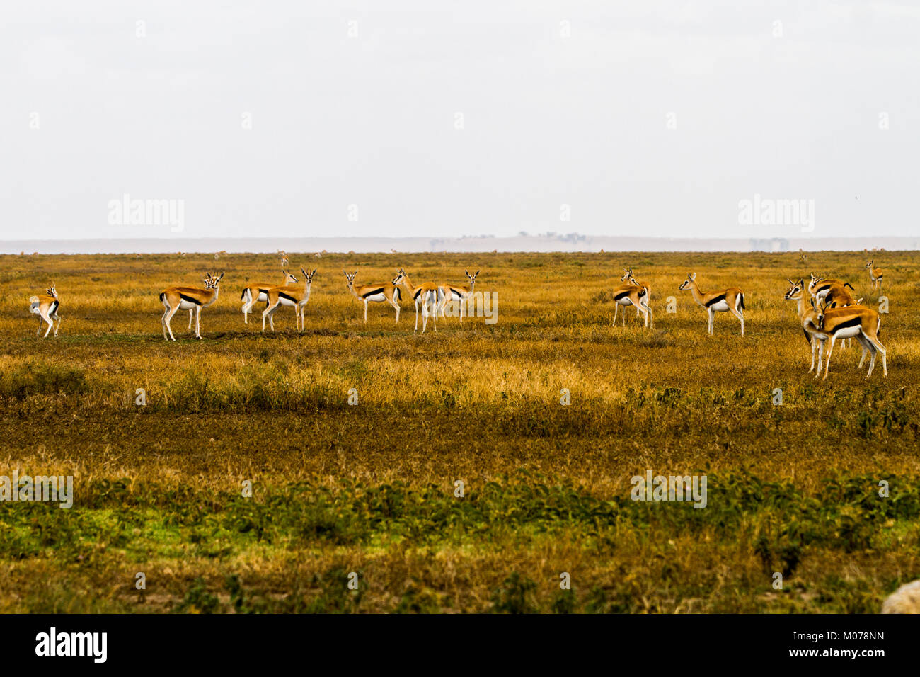 Thomson's gazelle (Eudorcas thomsonii), known as tommie, the most ...