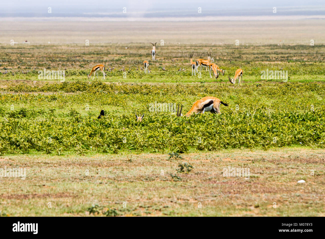 Male thomsons gazelle serengeti hi-res stock photography and images - Alamy