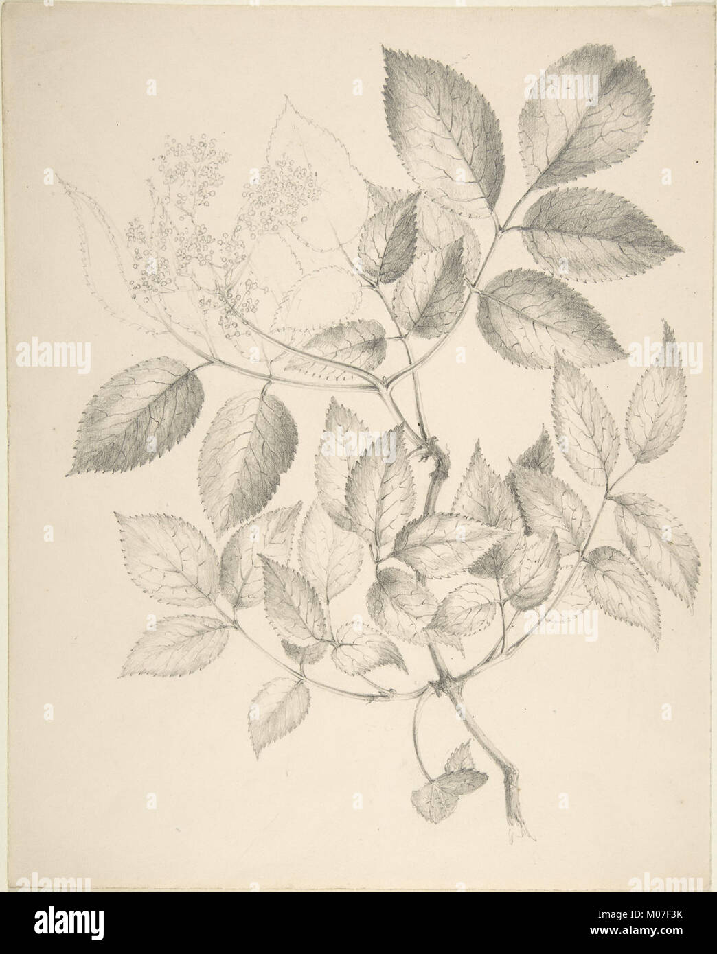 An artwork of leaves and flowers illustrating natural beauty, with ...