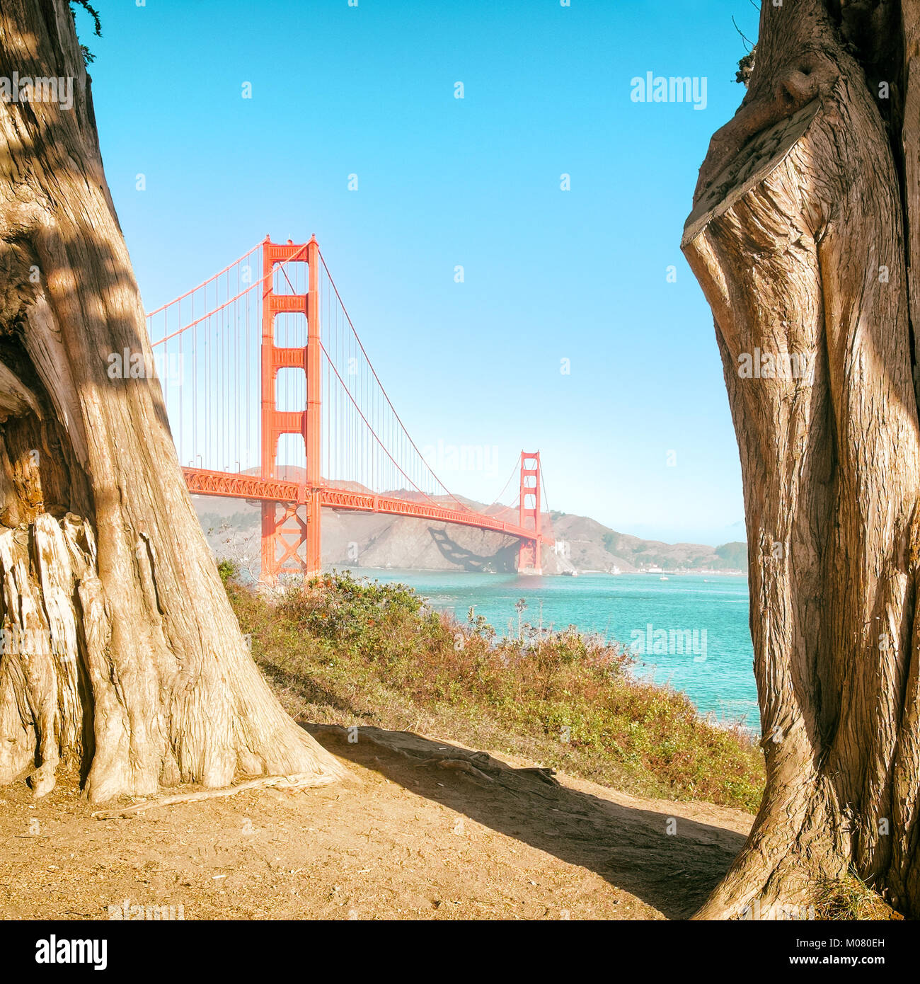 Golden Gate Bridge view framed by giant eucalyptus tree trunks. Sunny day, blue sky, vintage color. Square format. Stock Photo