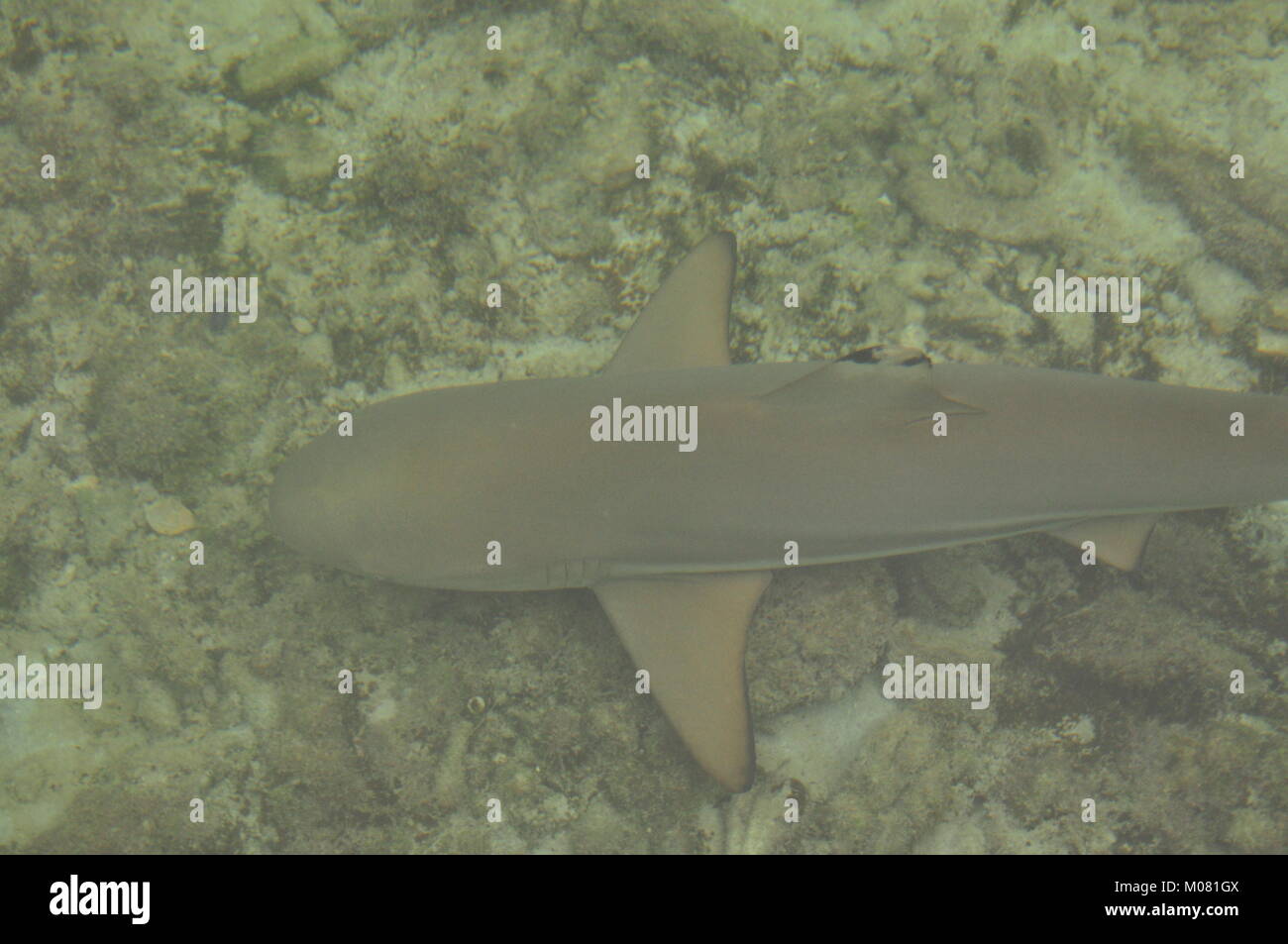The shark floating in the Java sea. Karimunjawa. Indonesia Stock Photo ...