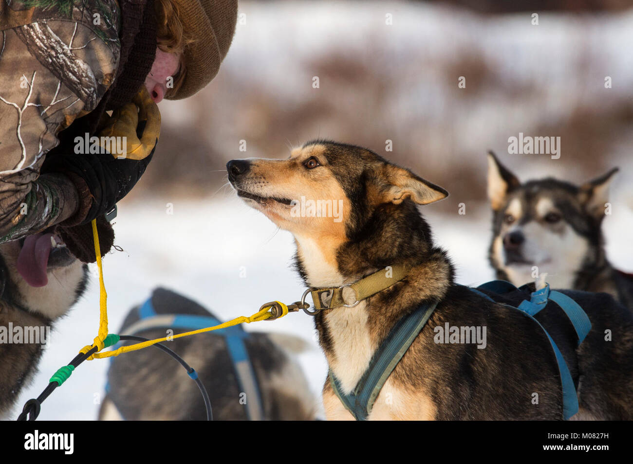 A sled dog team offers rides to Hillberg Ski Area visitors at Joint Base ElmendorfRichardson
