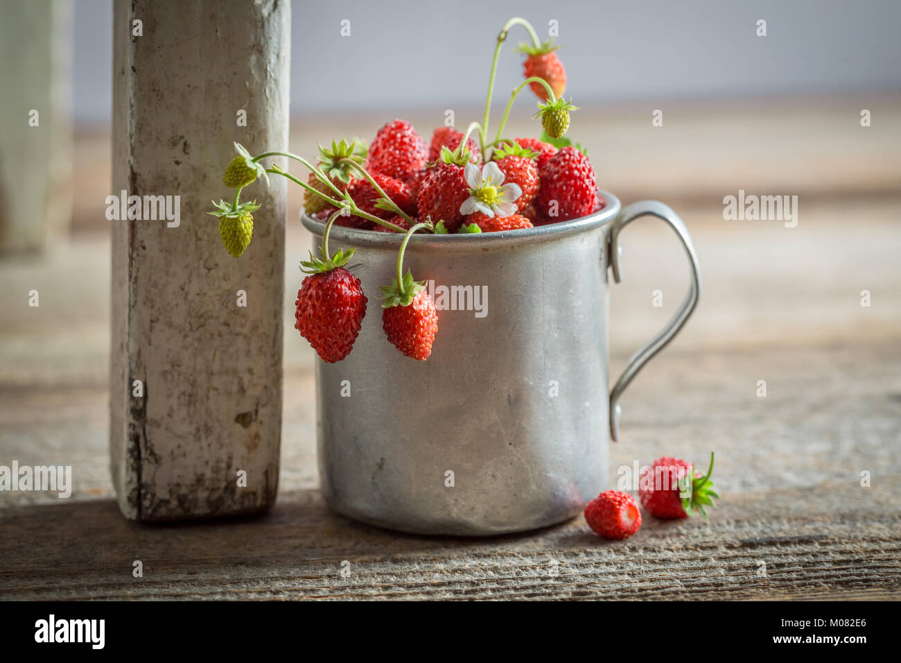 Wild strawberries hi-res stock photography and images - Alamy