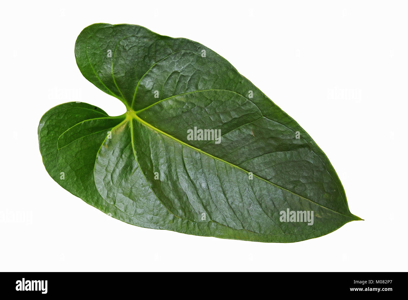 isolated leaf of flamingo flower orchid Stock Photo