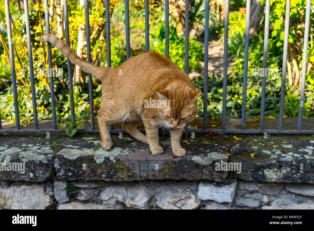 Cat On Garden Wall High Resolution Stock Photography And Images Alamy
